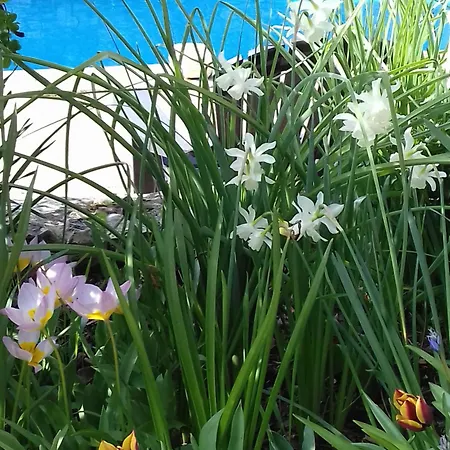 Del Re 2 Face A La Piscine 公寓 拉弗洛特