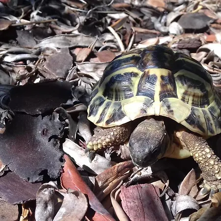 Del Re 2 Face A La Piscine * 拉弗洛特
